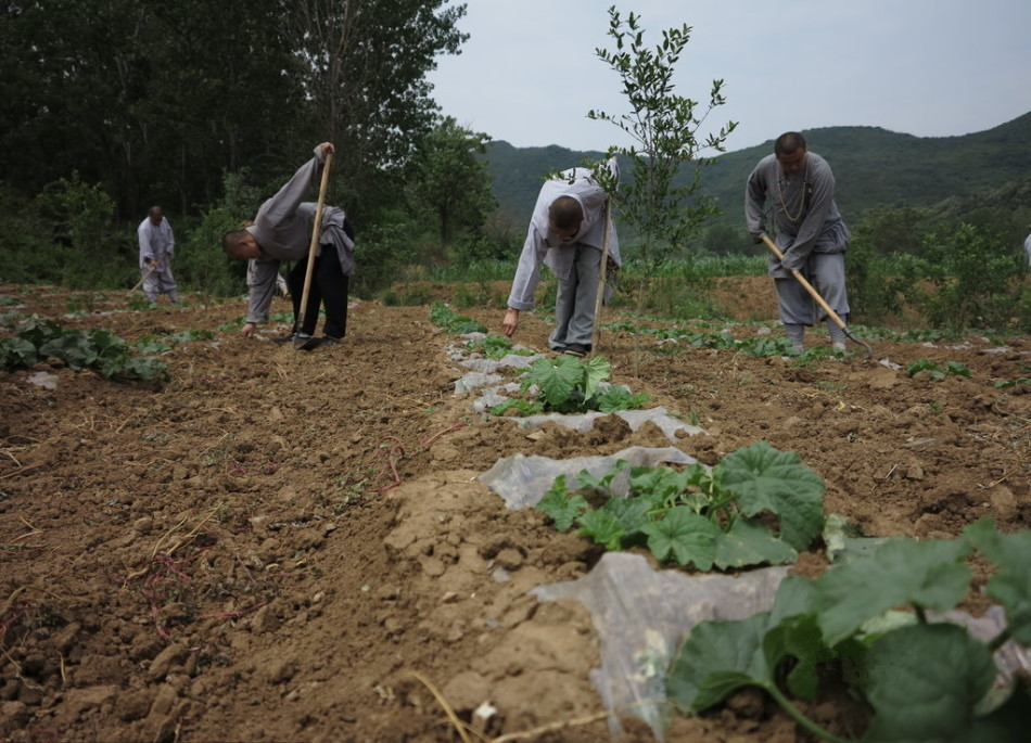 少林寺耕種的120多畝小麥?zhǔn)炝耍渖畟冏哌M(jìn)田間，收獲黃燦燦的果實(shí)。