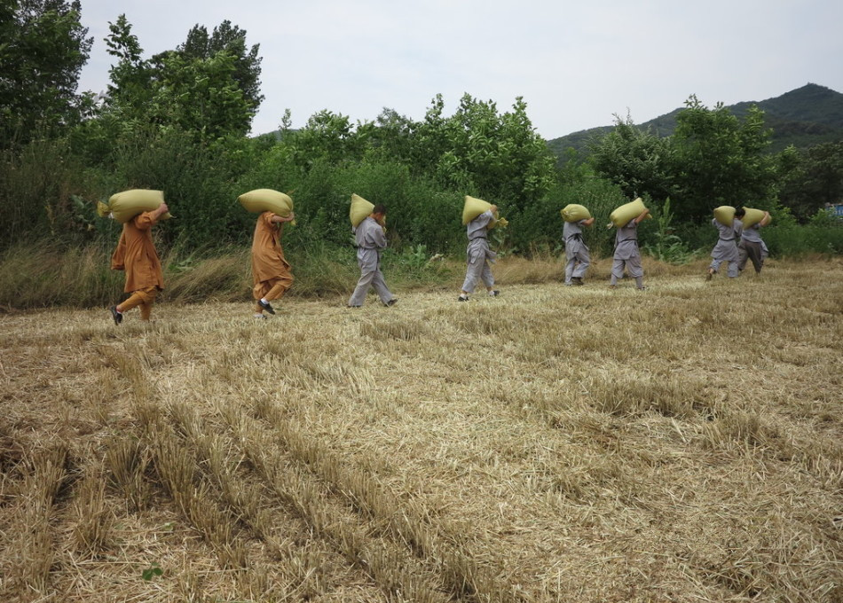 武僧在田間肩扛糧食。