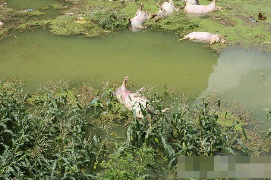 廣西一養(yǎng)殖場(chǎng)被淹 1.6萬(wàn)余頭死豬浸泡水中 廣西一養(yǎng)殖場(chǎng)被淹 1.6萬(wàn)余頭死豬浸泡水中