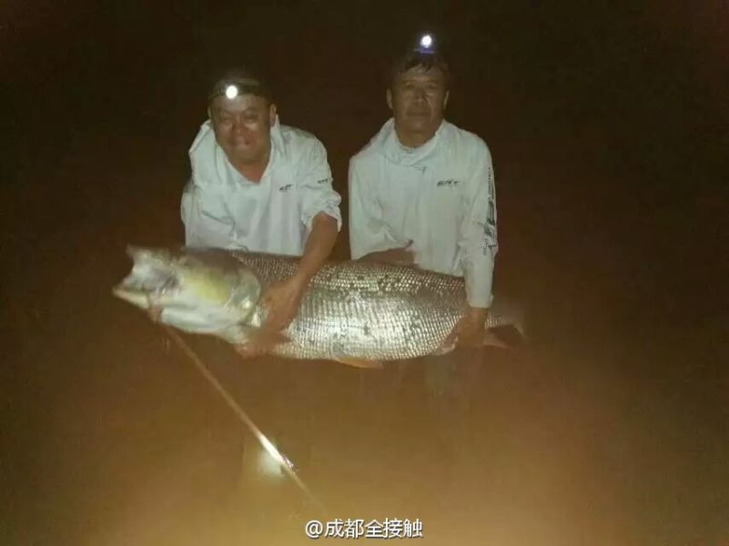 　圖為大魚需要兩個(gè)人抱起。