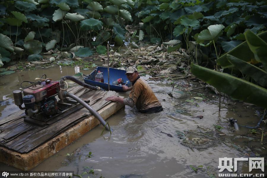 挖藕人日工作8小時 月入過萬 挖藕人日工作8小時 月入過萬