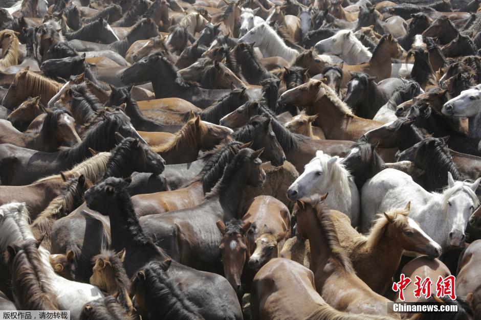 西班牙傳統(tǒng)野馬節(jié)火熱開賽 場(chǎng)面壯觀 西班牙傳統(tǒng)野馬節(jié)火熱開賽 場(chǎng)面壯觀