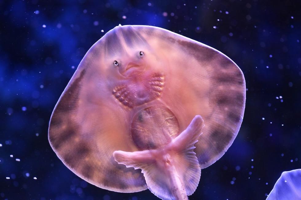 它頭上長(zhǎng)得像眼睛的東西其實(shí)是它腹部的腮。