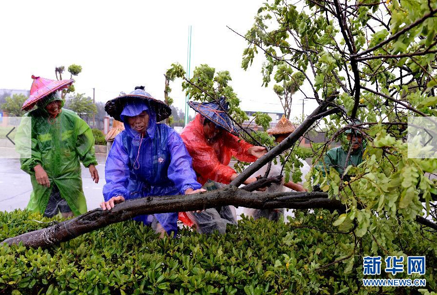  8月8日，工人在福建省石獅市公路邊清理被大風(fēng)吹倒的樹木。