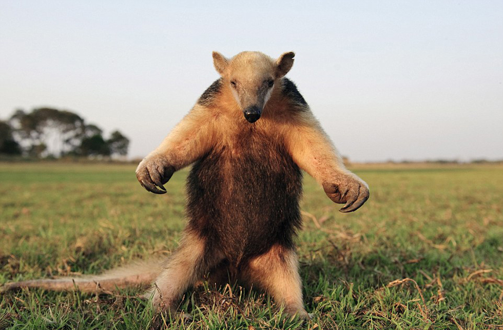 腿站立并不斷拍打胸脯向吉普車發(fā)出警告的食蟻獸。