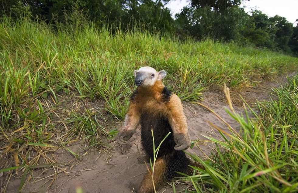 這頭食蟻獸站起來是想在車前顯得自己更高大一點(diǎn)。（網(wǎng)頁(yè)截圖）