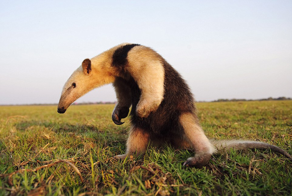 勇敢的食蟻獸。（網(wǎng)頁(yè)截圖）