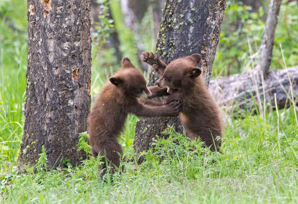 兩只萌噠噠的小熊在一顆大樹下玩躲貓貓，一會(huì)突然跳出來(lái)嚇唬對(duì)方，一會(huì)對(duì)著彼此做鬼臉，逗趣模樣讓人忍不住捧腹大笑。