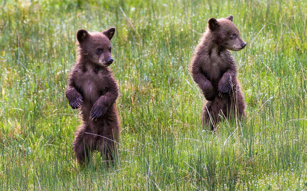 當(dāng)看到這些可愛的小熊照片時(shí)，你的心一定被它們的模樣給萌化了吧！