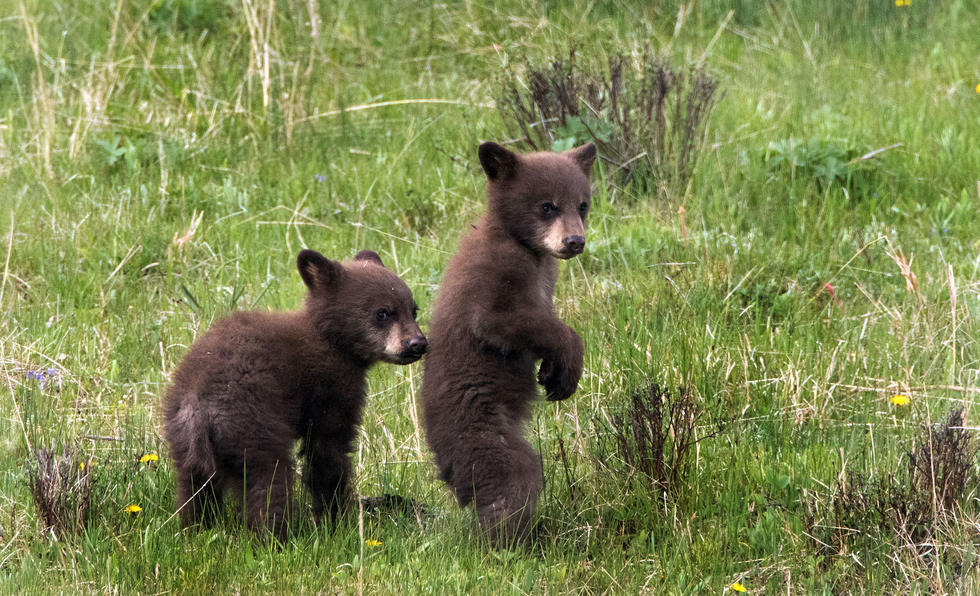 兩只萌噠噠的小熊在一顆大樹下玩躲貓貓，一會(huì)突然跳出來(lái)嚇唬對(duì)方，一會(huì)對(duì)著彼此做鬼臉，逗趣模樣讓人忍不住捧腹大笑。
