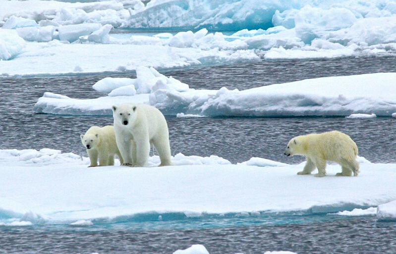 北極熊寶寶突然向后滑倒，摔了個(gè)四腳朝天