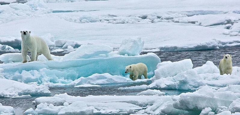 北極熊寶寶起來后看見有攝像機(jī)，便好奇地盯住娜塔西亞手中的機(jī)器。