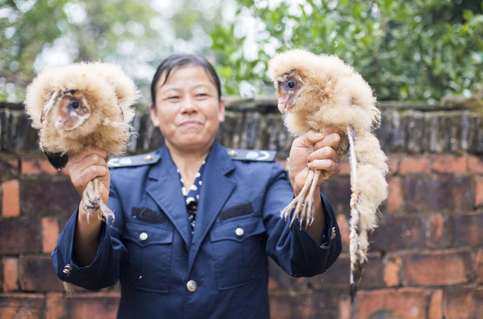 11月6日，記者聯(lián)系上都昌縣的村民危億玲，她是撿到雛鳥的曹女士的兒媳。她向記者介紹，稱他們家住在蔡嶺鎮(zhèn)北炎村港邊舍自然村，她婆婆11月4日下午上山采茶籽時，在樹下發(fā)現(xiàn)了5只可愛的雛鳥并帶回了家。