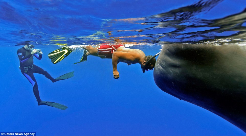 照片記錄潛水員與抹香鯨的“親密瞬間” 照片記錄潛水員與抹香鯨的“親密瞬間”