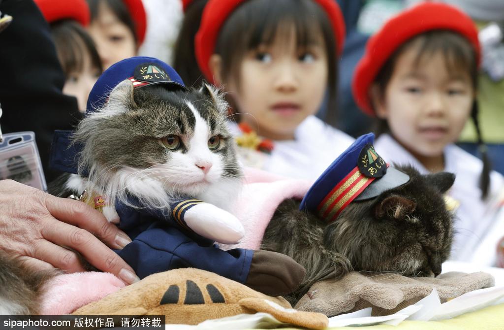 日本福島縣實習貓站長Love上任 日本福島縣實習貓站長Love上任