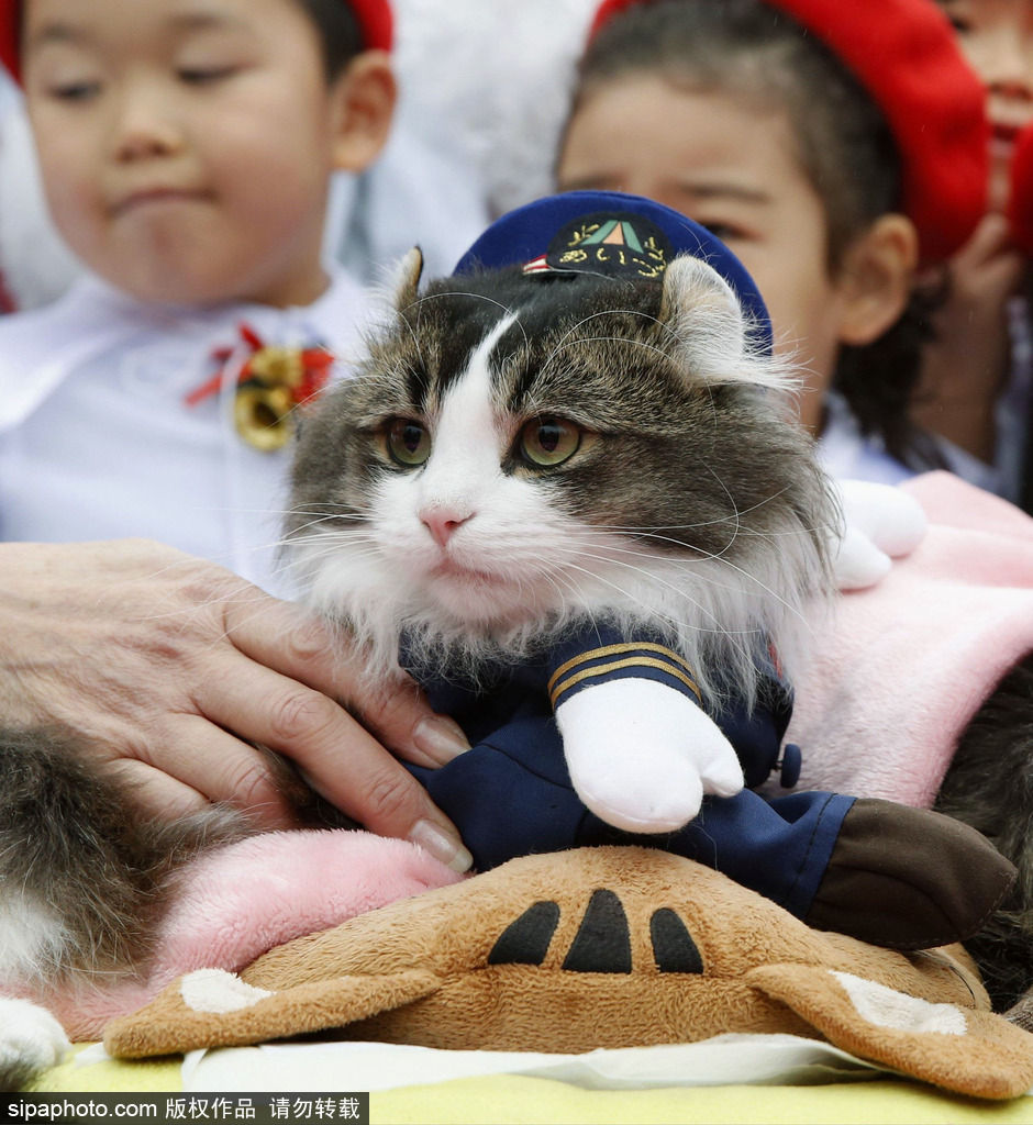 日本福島縣實習貓站長Love上任 日本福島縣實習貓站長Love上任