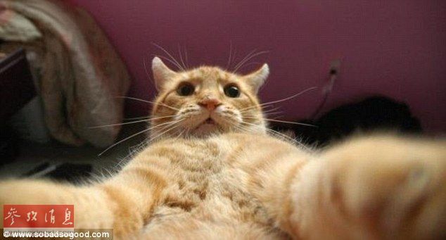 自拍貓走紅 汪星人甘當陪襯做背景 自拍貓走紅 汪星人甘當陪襯做背景