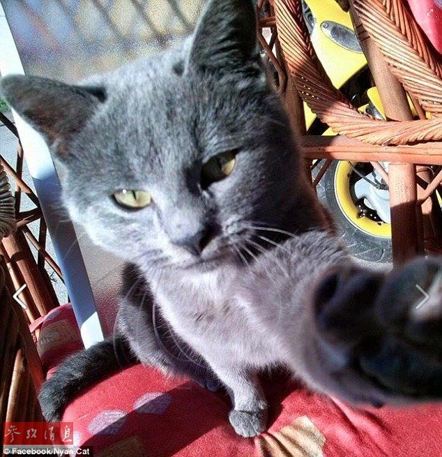 自拍貓走紅 汪星人甘當陪襯做背景 自拍貓走紅 汪星人甘當陪襯做背景