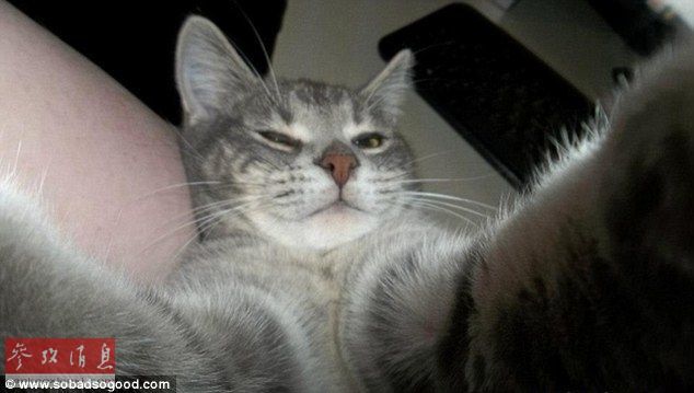 自拍貓走紅 汪星人甘當陪襯做背景 自拍貓走紅 汪星人甘當陪襯做背景