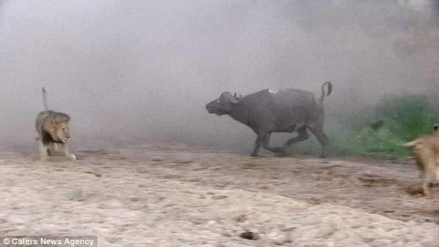 然后在獅群還在打架時悄悄地溜走了，留下一個瀟灑的背影。