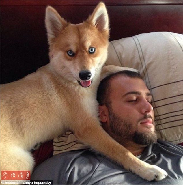 狐貍還是狗？藍(lán)眼睛萌寵走紅網(wǎng)絡(luò)