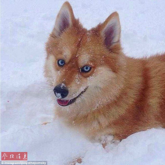 狐貍還是狗？藍(lán)眼睛萌寵走紅網(wǎng)絡(luò)