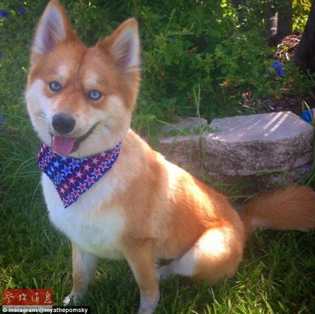 狐貍還是狗？藍(lán)眼睛萌寵走紅網(wǎng)絡(luò)