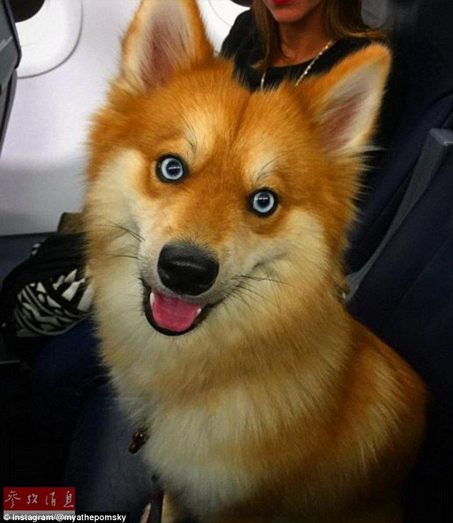 狐貍還是狗？藍(lán)眼睛萌寵走紅網(wǎng)絡(luò)