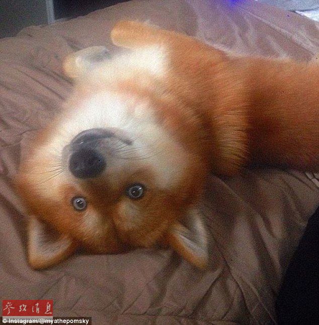 狐貍還是狗？藍(lán)眼睛萌寵走紅網(wǎng)絡(luò)