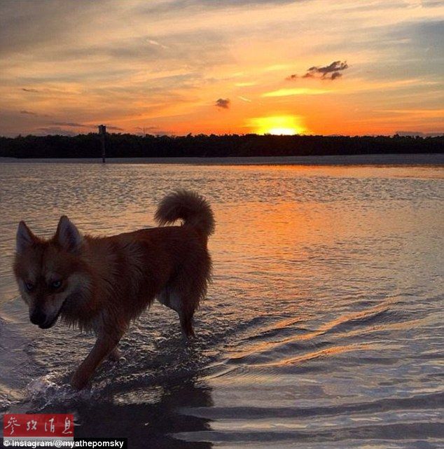 狐貍還是狗？藍(lán)眼睛萌寵走紅網(wǎng)絡(luò)