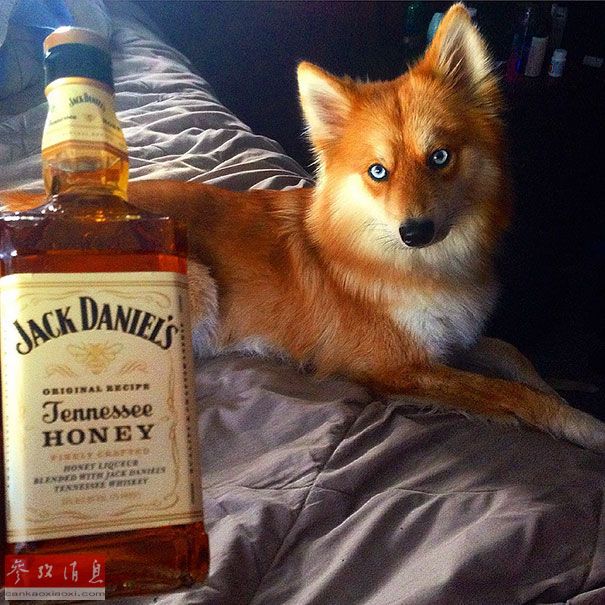 狐貍還是狗？藍(lán)眼睛萌寵走紅網(wǎng)絡(luò)