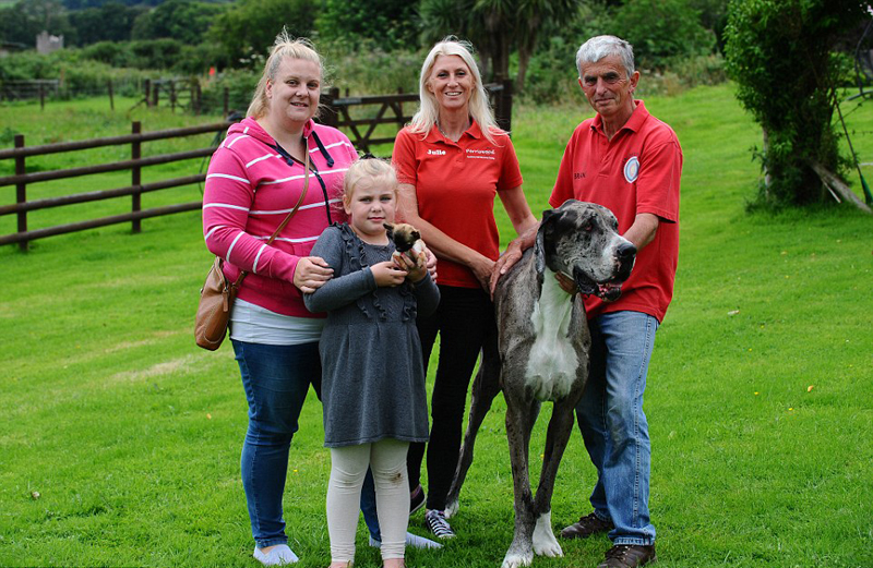 世界最高狗邂逅英國(guó)最小狗 相處融洽