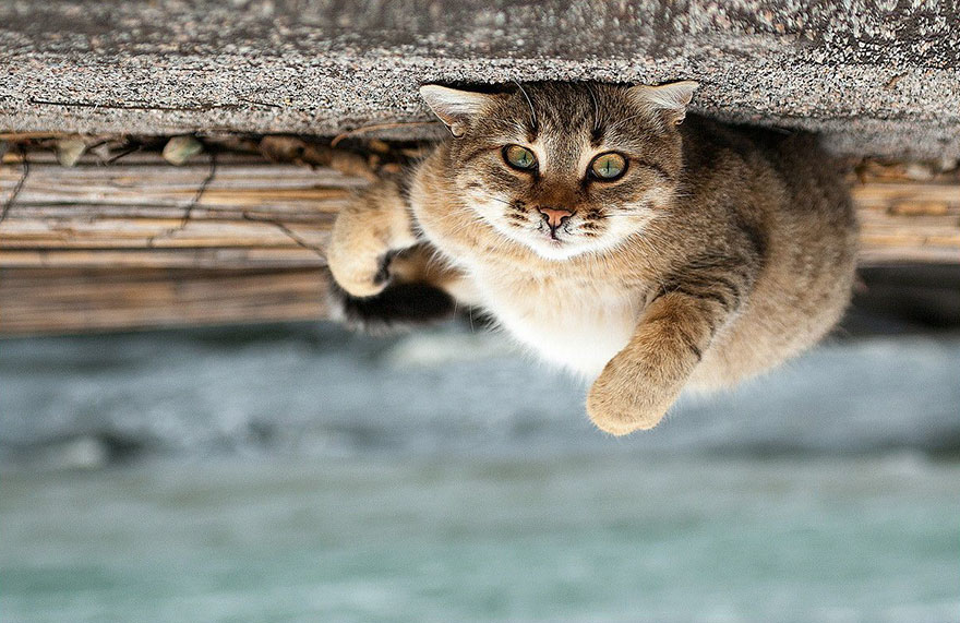 它們都是表情帝！一組不可思議的動物肖像