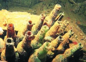 長(zhǎng)滿水藻的日本清酒瓶。