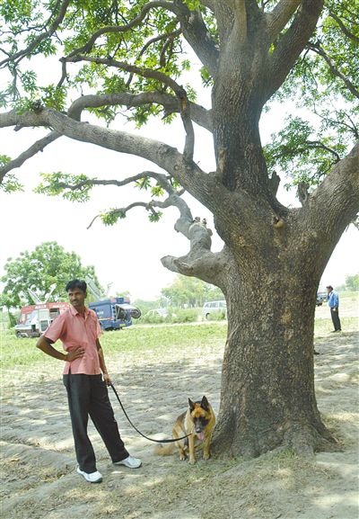 兩名少女在這棵樹上被吊死。