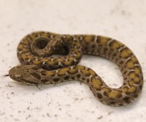 美國男子如廁時發(fā)現毒蛇環(huán)繞馬桶