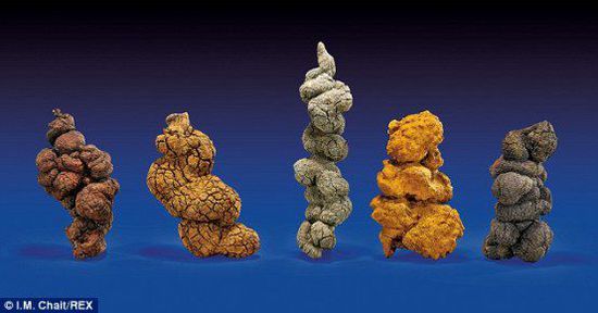 古時海龜五份糞便樣本也將拍賣。