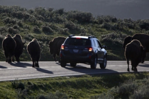警方已經(jīng)派出大量工作人員、警犬和飛行器在當(dāng)?shù)卣归_搜尋