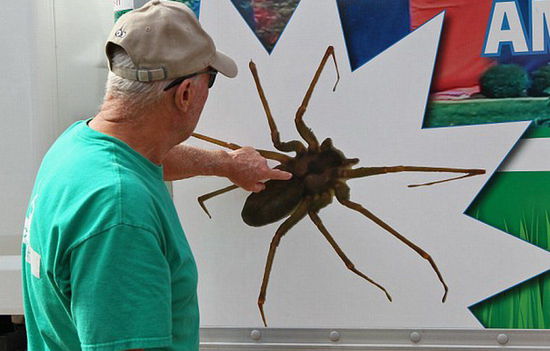 美家庭新買住房中發(fā)現(xiàn)6000只毒蜘蛛 獲賠47萬美元(組圖) 美家庭新買住房中發(fā)現(xiàn)6000只毒蜘蛛 獲賠47萬美元(組圖)