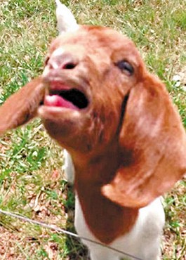 這只會(huì)說(shuō)話的小山羊不斷發(fā)出類似“What”的聲音。