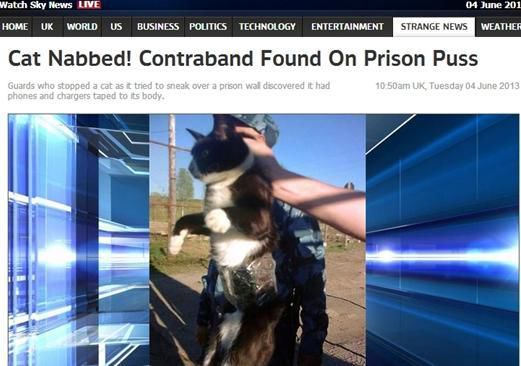 資料圖：2013年，俄羅斯獄警也曾抓獲身負(fù)手機(jī)和充電寶的貓，它本想混進(jìn)俄羅斯科密地區(qū)一座監(jiān)獄
