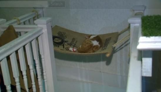 圖為加拿大首家貓咪咖啡館。