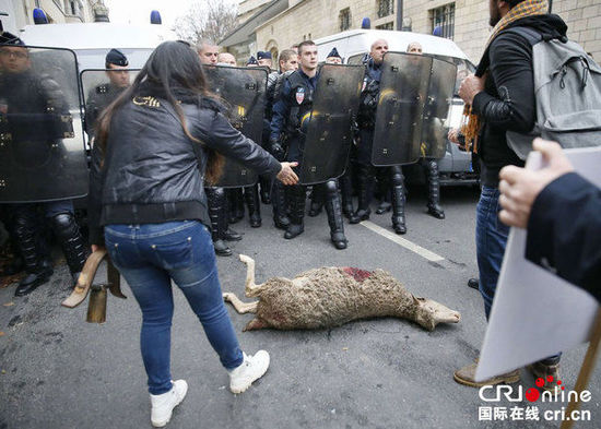 　　當(dāng)?shù)貢r(shí)間2014年11月27日，法國巴黎，法國農(nóng)民帶綿羊在埃菲爾鐵塔附近抗議，要求環(huán)保部門采取有效措施解決狼群襲擊羊群問題?！D片來源：TRICK KOVARIK/CFP