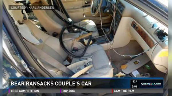 美國(guó)一頭黑熊闖入私家車(chē)搞破壞