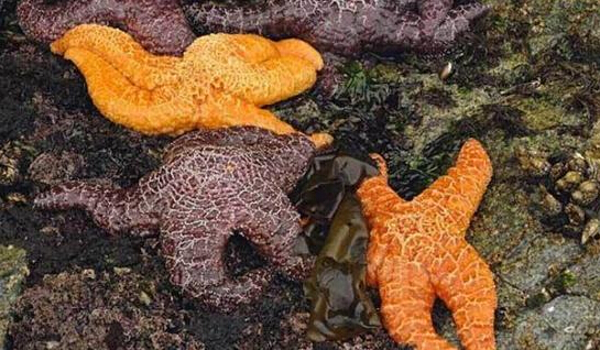 近2年來(lái)，估計(jì)有百萬(wàn)只海星自殺（臺(tái)灣中時(shí)電子報(bào)）