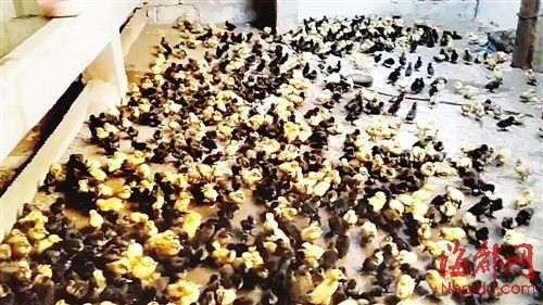 為了討薪，何某相將1130多只鴨苗趕到對方家里