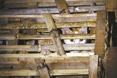 浙江動保人士高速攔車救貓 假稱出車禍叫來民警