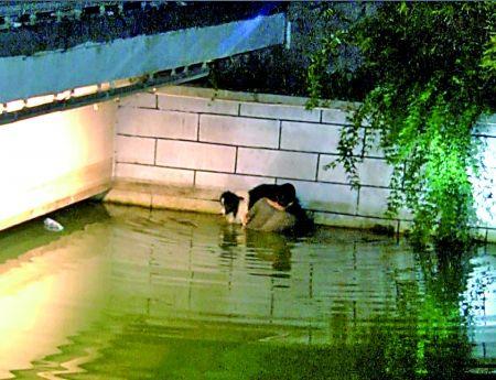 男子水中托舉墜河愛(ài)犬兩小時(shí) 消防員:狗會(huì)游泳