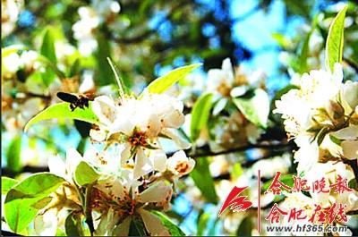 261歲古樹棠梨“搬家” 業(yè)內人士表示擔憂(圖) 261歲古樹棠梨“搬家” 業(yè)內人士表示擔憂(圖)