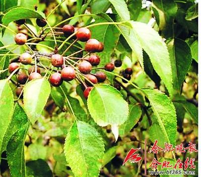 261歲古樹棠梨“搬家” 業(yè)內人士表示擔憂(圖) 261歲古樹棠梨“搬家” 業(yè)內人士表示擔憂(圖)